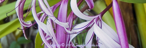 A closeup view of checks with flower themes